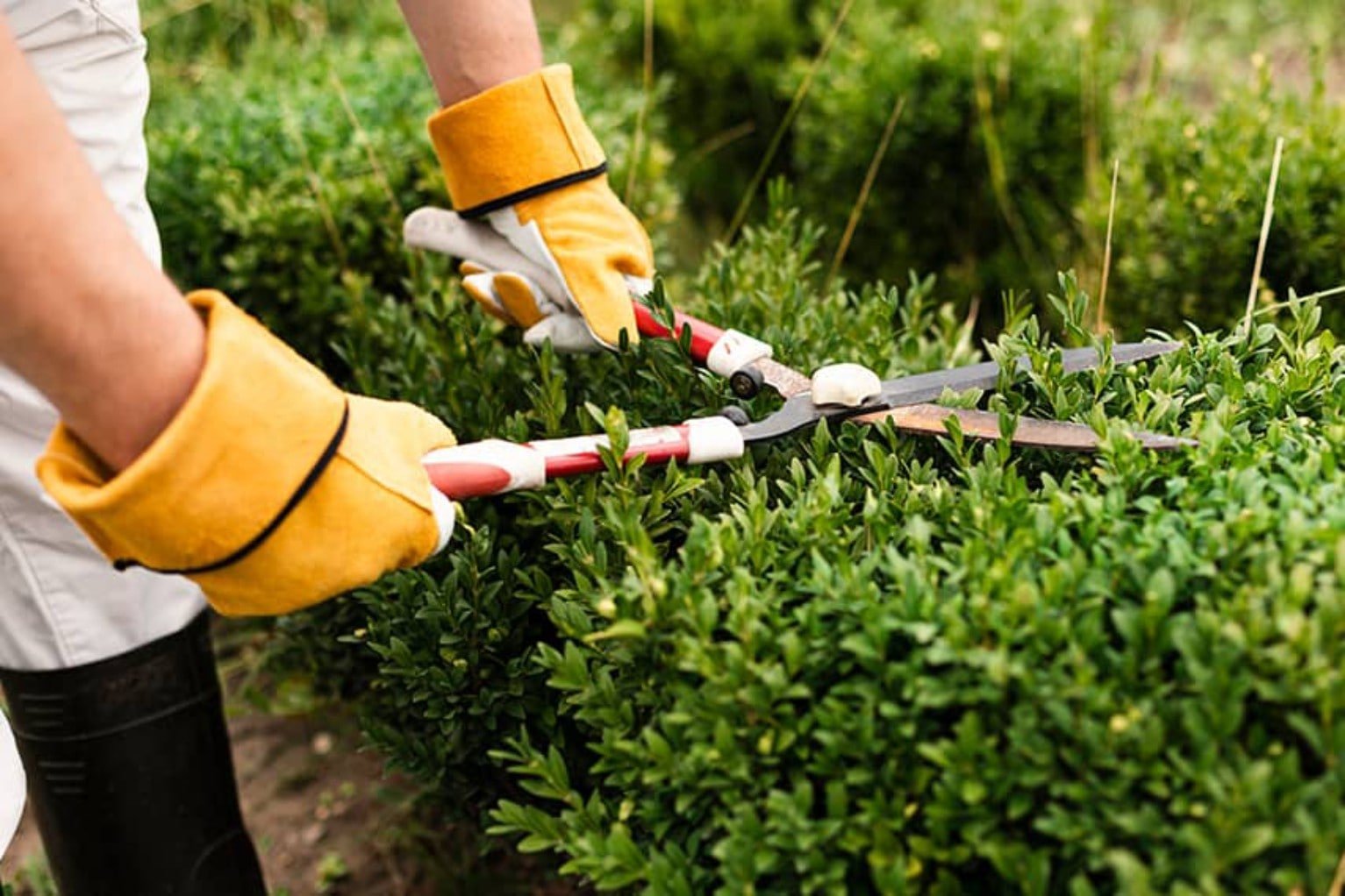 Picture of cutting Grass 
landscape gardeners queenstown